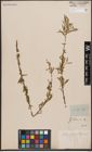 Foto von Salix capensis Thunb.